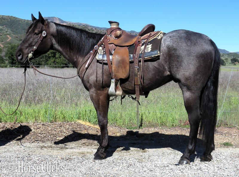"ASHWOODS MOODY BLUES" Blue Roan Gelding Quarter Horse in California