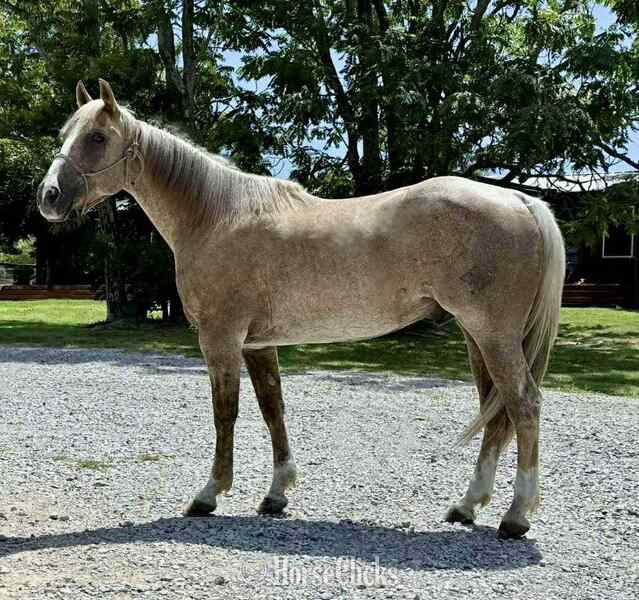 "Cats Dot" Palomino Gelding Quarter Horse in Texas