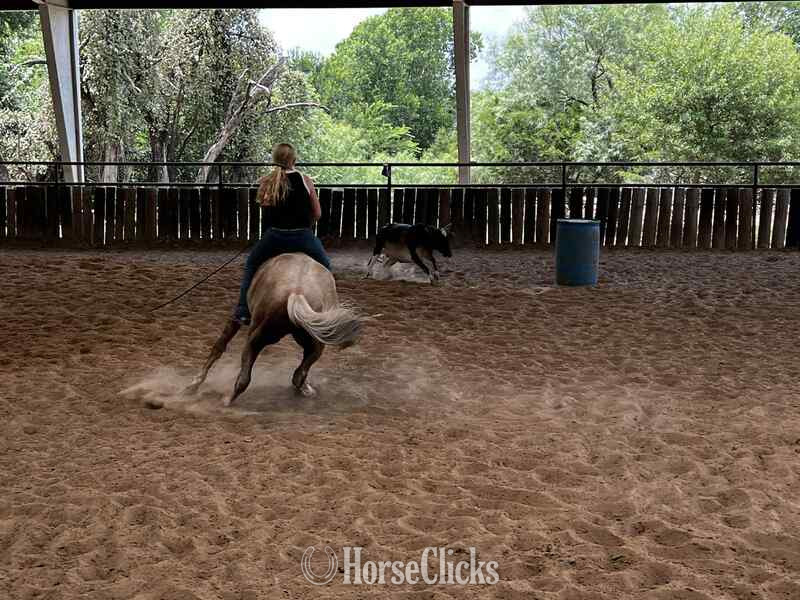 "Cats Dot" Palomino Gelding Quarter Horse
