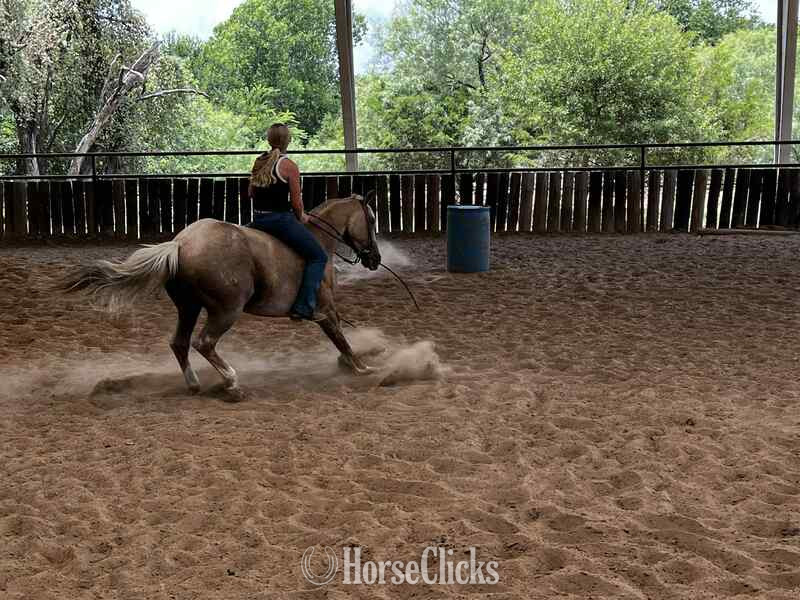 Texas "Cats Dot" Palomino Gelding Quarter Horse