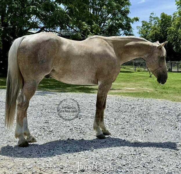 "Cats Dot" Palomino Gelding Quarter Horse - Quarter Horse in Texas