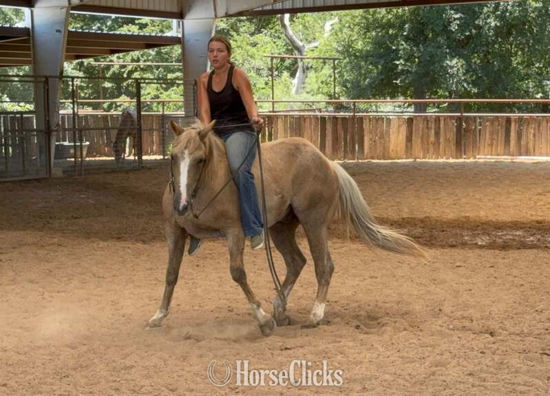 "Cats Dot" Palomino Gelding Quarter Horse - Quarter Horse