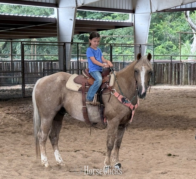 "Cats Dot" Palomino Gelding Quarter Horse Texas
