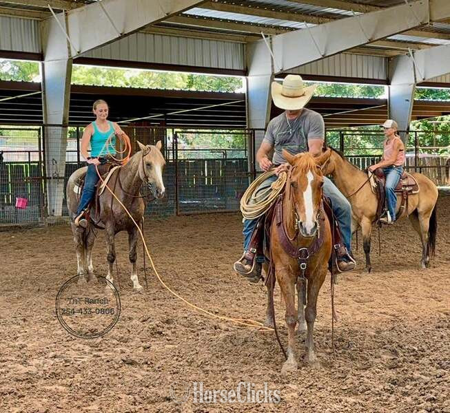 Quarter Horse - "Cats Dot" Palomino Gelding Quarter Horse