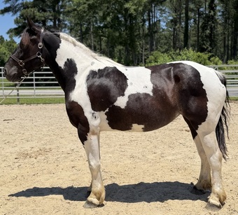 "Opal" Pinto Mare Draft