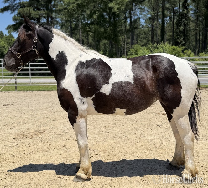 "Opal" Pinto Mare Draft in North Carolina