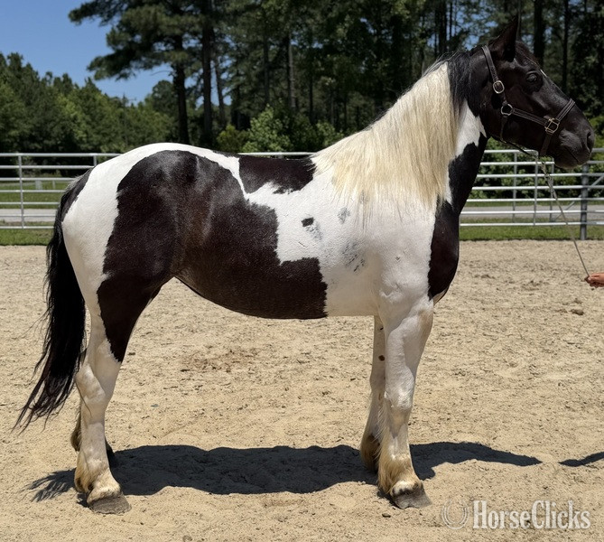 "Opal" Pinto Mare Draft