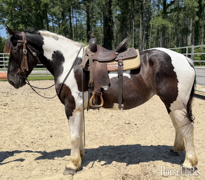 "Opal" Pinto Mare Draft - Draft in North Carolina