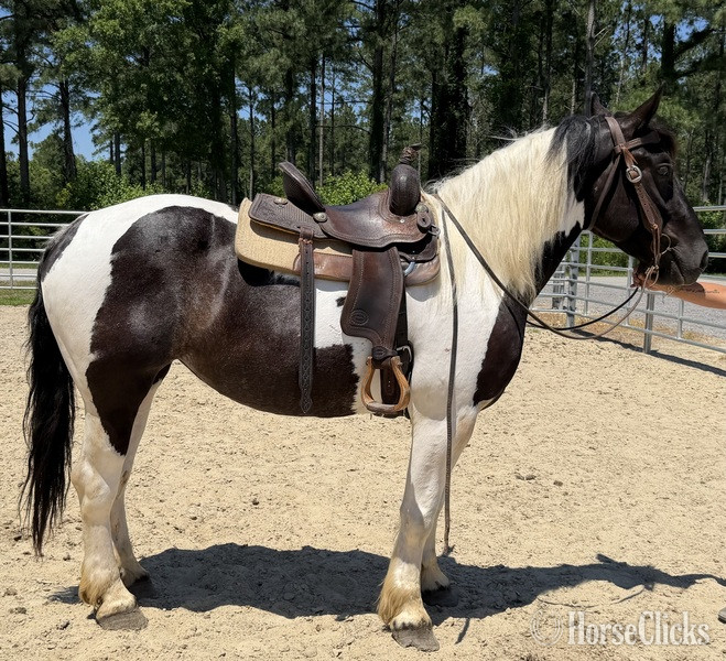 "Opal" Pinto Mare Draft - Draft