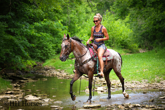 "COTTON CANDY" Bay Roan Mare Appaloosa