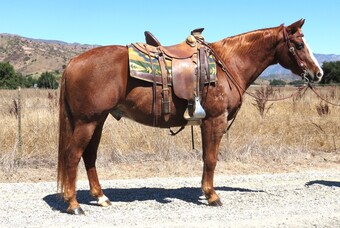 "AGENT K" Sorrel Gelding Quarter Horse