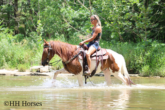 "SUNDOWNER" Sorrel Gelding Paint