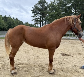 "Belgian " Sorrel Mare Belgian
