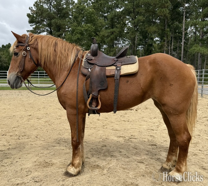 "Belgian " Sorrel Mare Belgian - Belgian in North Carolina