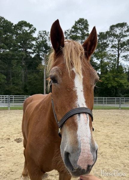 "Belgian " Sorrel Mare Belgian - Belgian