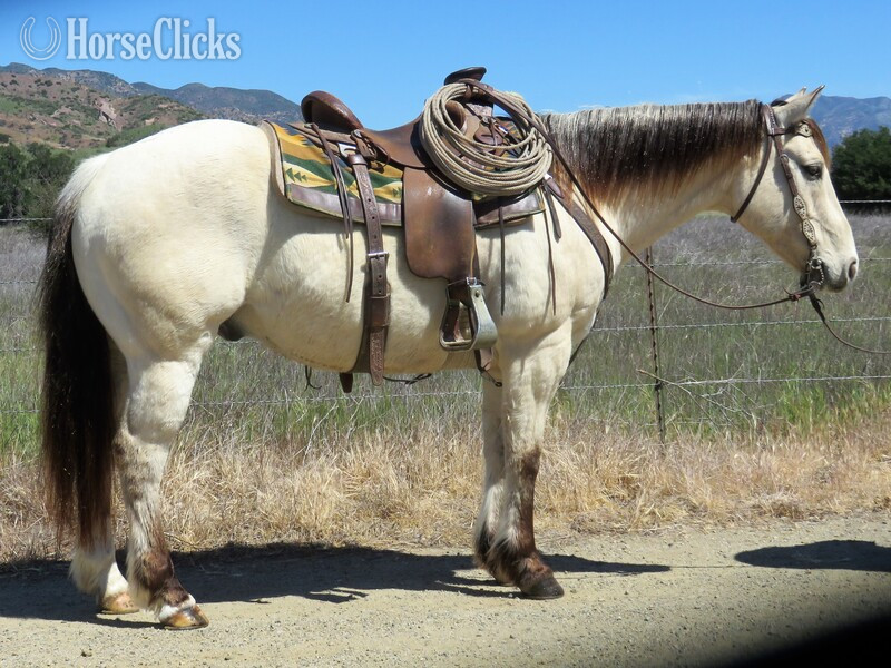 "DALLY" Buckskin Gelding Quarter Horse in California