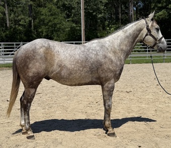 "Bimini" Grey Gelding Quarter Horse
