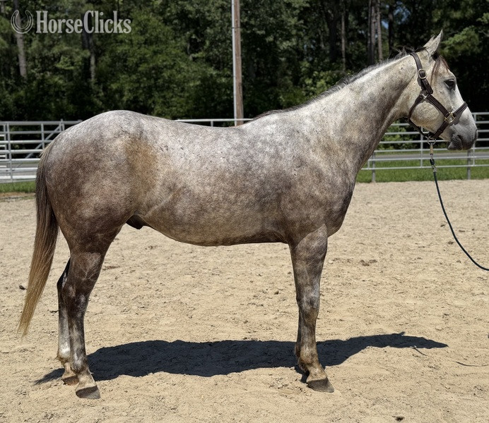 "Bimini" Grey Gelding Quarter Horse in North Carolina