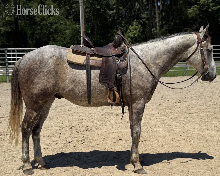"Bimini" Grey Gelding Quarter Horse - Quarter Horse