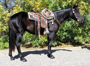 "PABLO CHICON" Black Gelding Quarter Horse