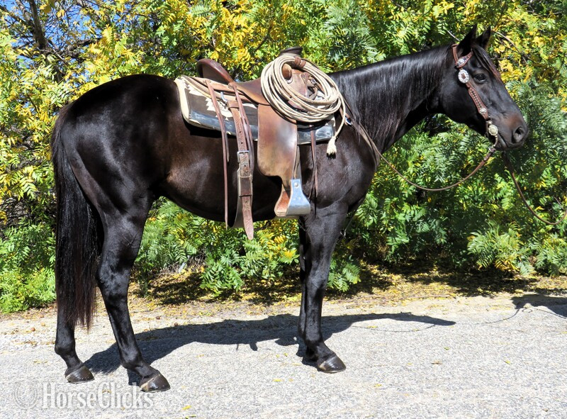 "PABLO CHICON" Black Gelding Quarter Horse in California