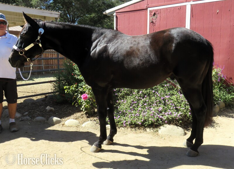 "PABLO CHICON" Black Gelding Quarter Horse