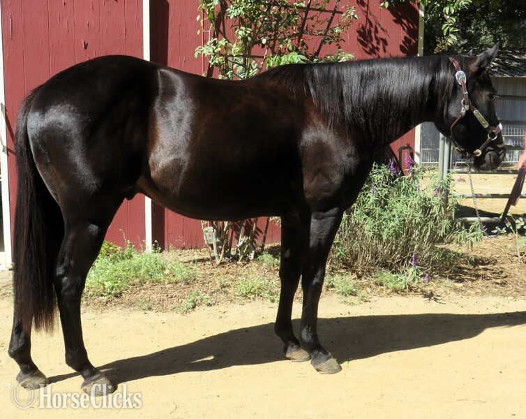 California "PABLO CHICON" Black Gelding Quarter Horse