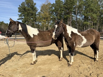 "Paints" Pinto Gelding Paint