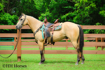 "JOHNNYROCKS BLACKBURN" Dun Gelding Quarter Horse