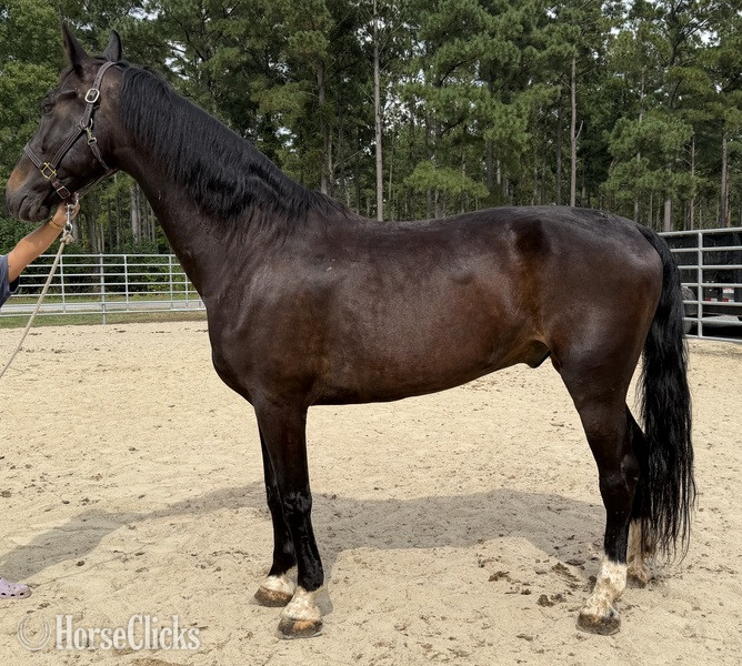 "Bay" Bay Gelding Quarter Horse