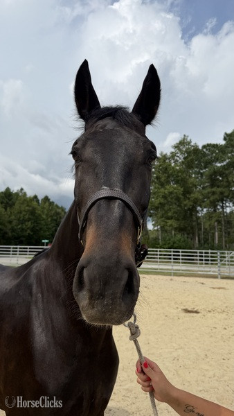 North Carolina "Bay" Bay Gelding Quarter Horse