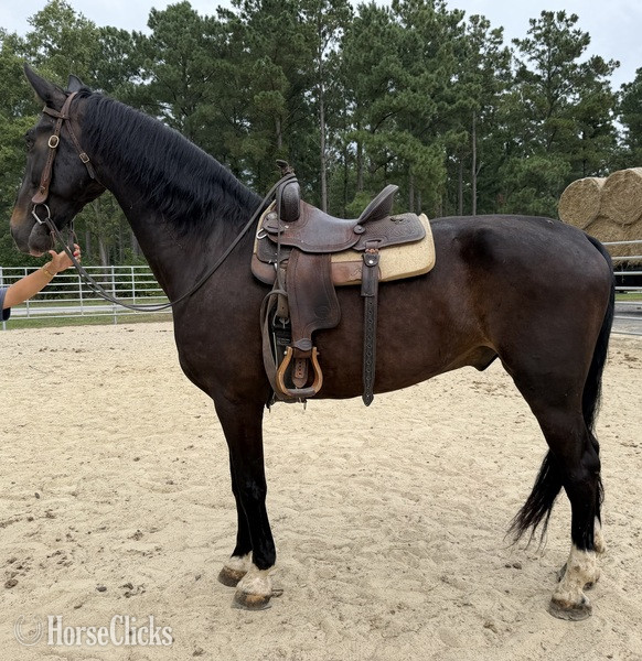 "Bay" Bay Gelding Quarter Horse - Quarter Horse in North Carolina