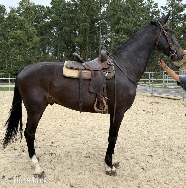 "Bay" Bay Gelding Quarter Horse - Quarter Horse