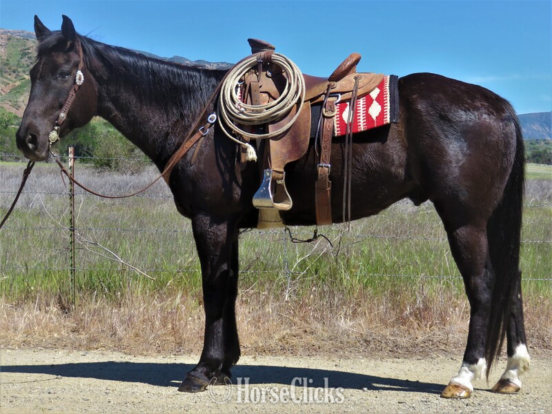 "PROFITS ONYX" Black Gelding Quarter Horse in California