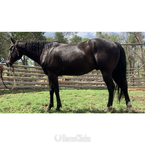 "PROFITS ONYX" Black Gelding Quarter Horse