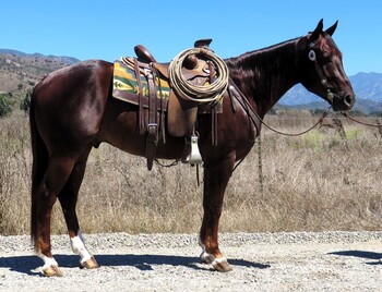 "LEGACY OF A ROYALCAT" Chestnut Gelding Quarter Horse