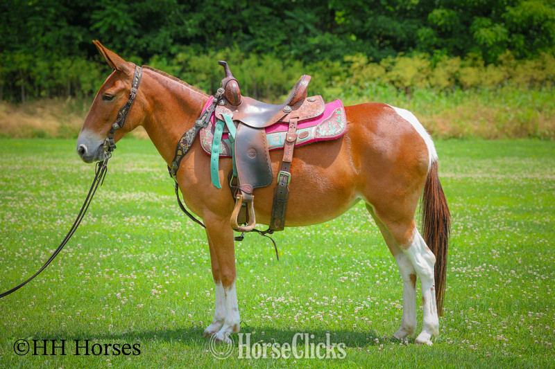 "LITTLE RED CORVETTE" Sorrel Mare Mule in Kentucky