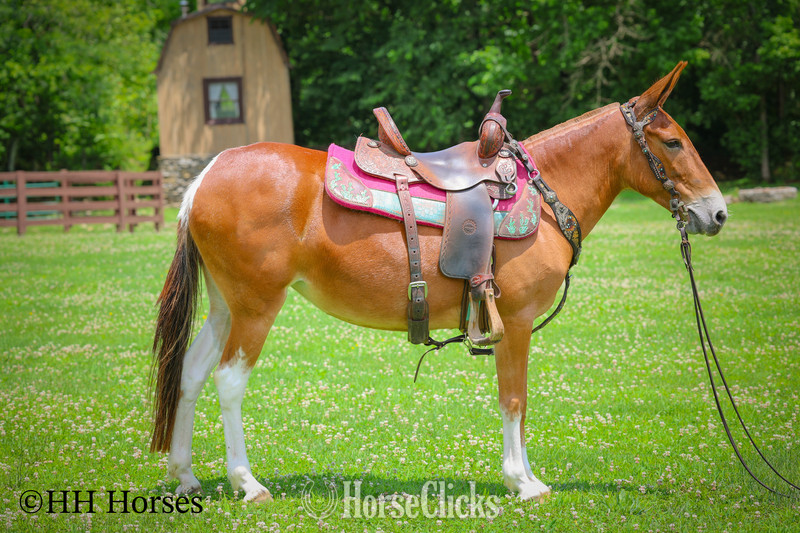 "LITTLE RED CORVETTE" Sorrel Mare Mule