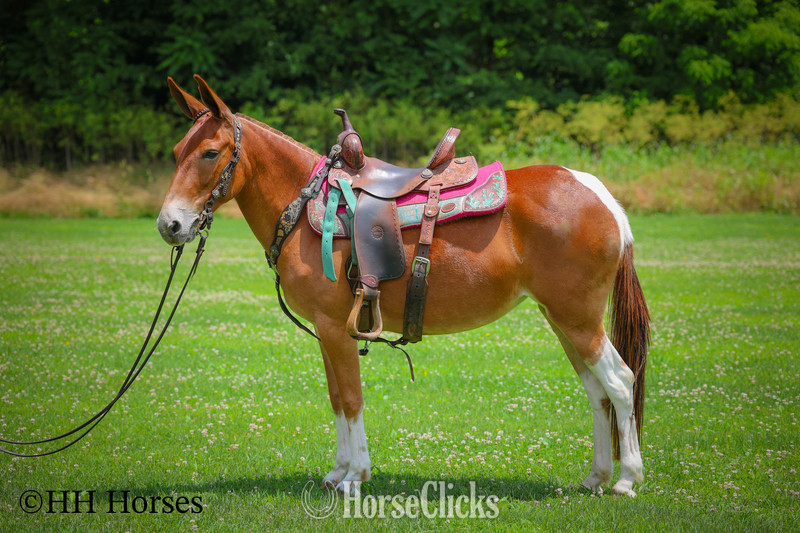 Kentucky "LITTLE RED CORVETTE" Sorrel Mare Mule