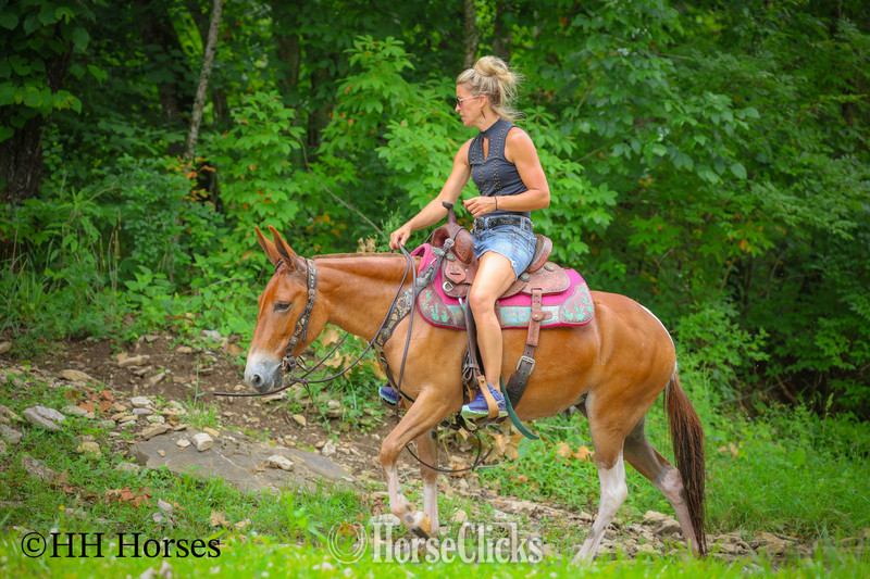 "LITTLE RED CORVETTE" Sorrel Mare Mule - Mule in Kentucky