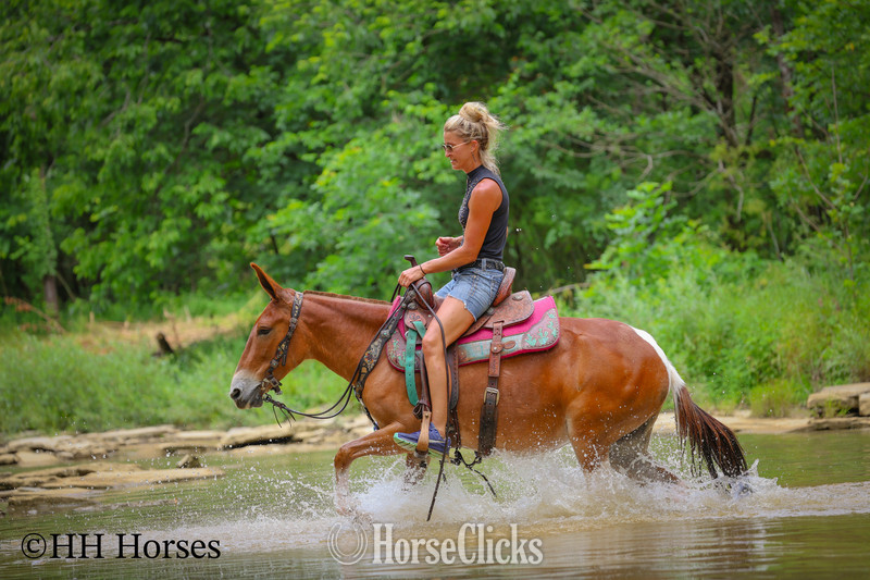 Mule - "LITTLE RED CORVETTE" Sorrel Mare Mule in Kentucky