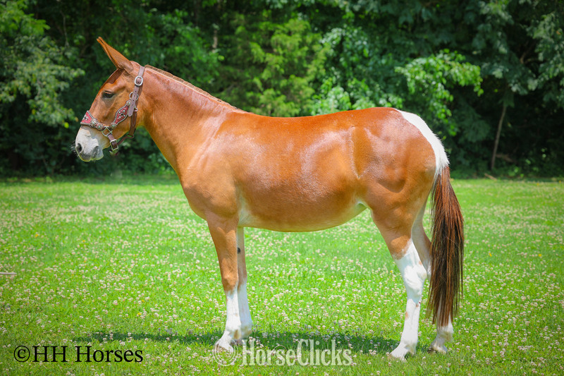 Mule - "LITTLE RED CORVETTE" Sorrel Mare Mule