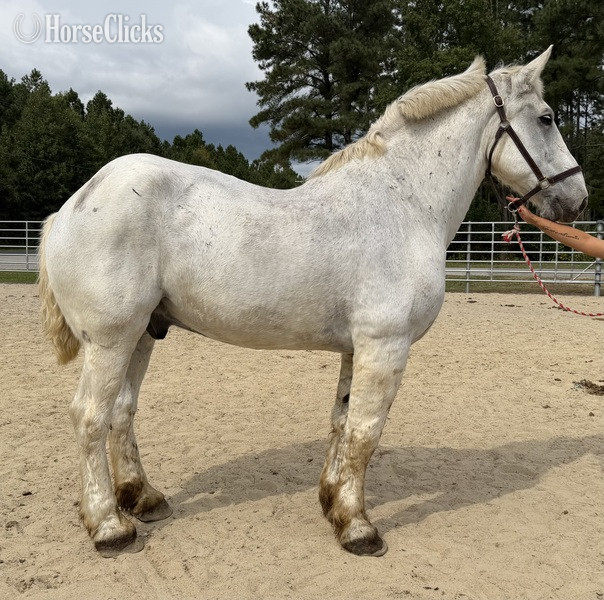 "Grey " Grey Gelding Percheron