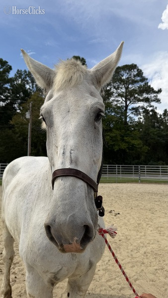 North Carolina "Grey " Grey Gelding Percheron