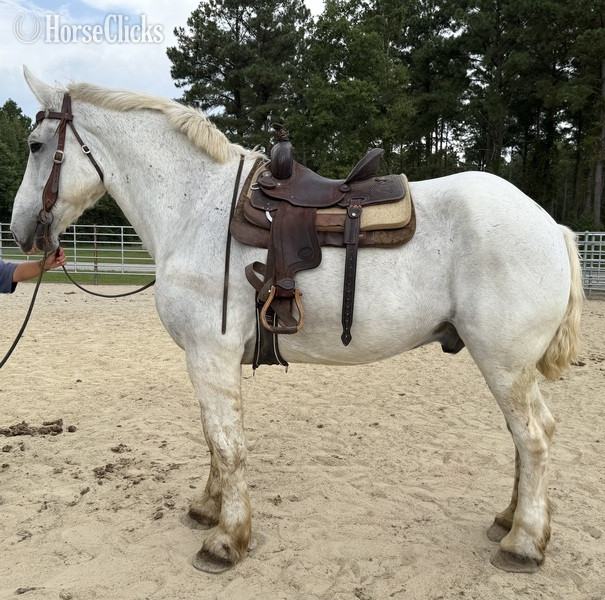 "Grey " Grey Gelding Percheron - Percheron in North Carolina