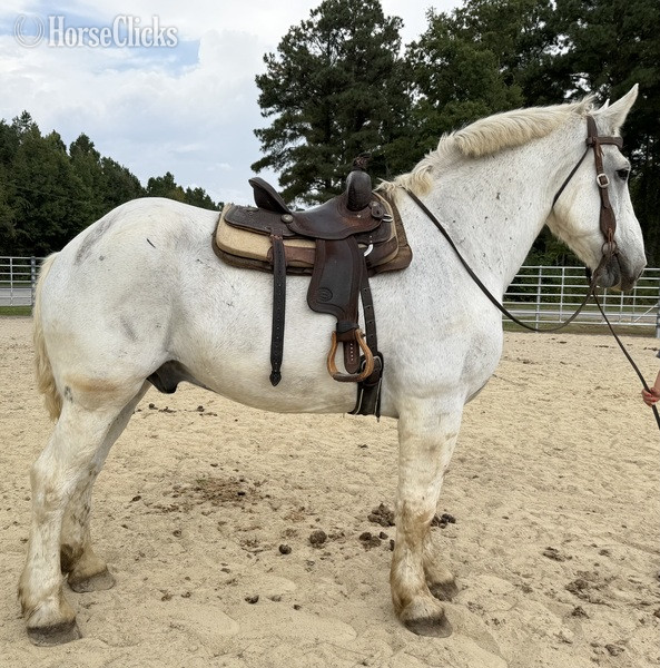 "Grey " Grey Gelding Percheron - Percheron