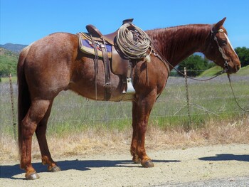 "PL SMOKIN GUMBO" Red Roan Gelding Quarter Horse