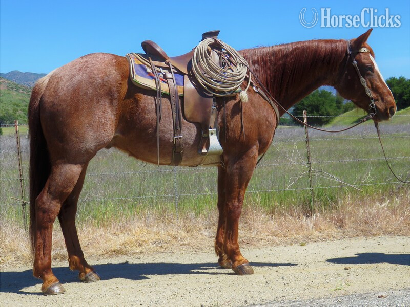 "PL SMOKIN GUMBO" Red Roan Gelding Quarter Horse in California