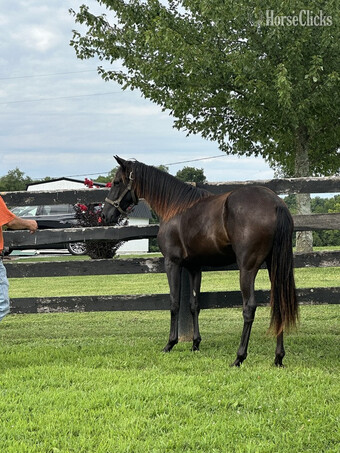 "Blue Warning's Dark Shadow " Black Filly Rocky Mountain