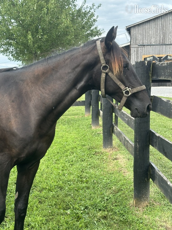 "Blue Warning's Dark Shadow " Black Filly Rocky Mountain